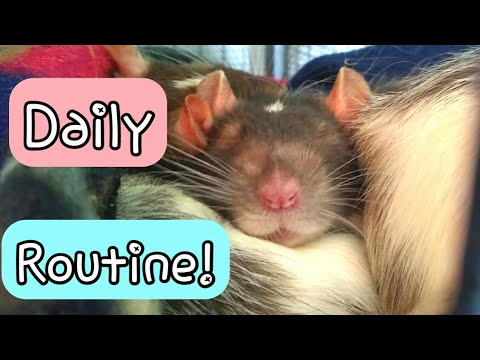 My Pet Rats Daily Routine! - YouTube