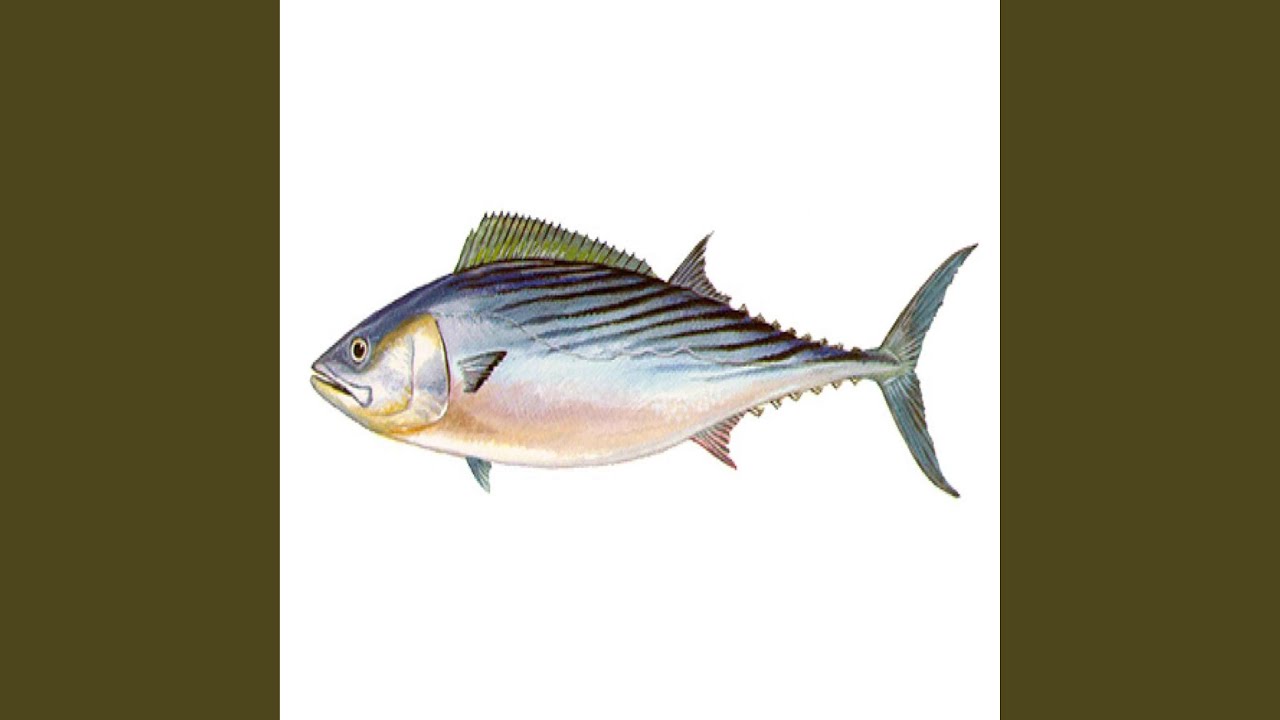 Fish adlı videoyu YouTube'da izle Fish adlı videoyu YouTube'da izle