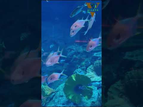 Dubai Aquarium and Underwater Zoo at Dubai Mall. #viral #shorts #dubai #dubaimall #aquarium