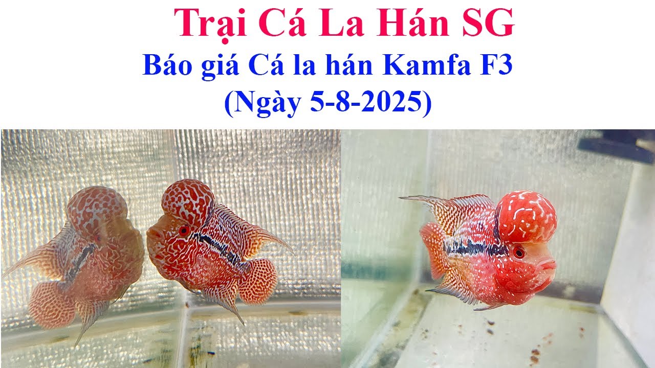 Báo giá cá la hán Kamfa (ngày 8-5-2025) - Trại Cá La Hán SG