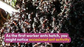 Carpenter Ant Life Cycle Explained | Protecting Vancouver Homes from Ant Damage