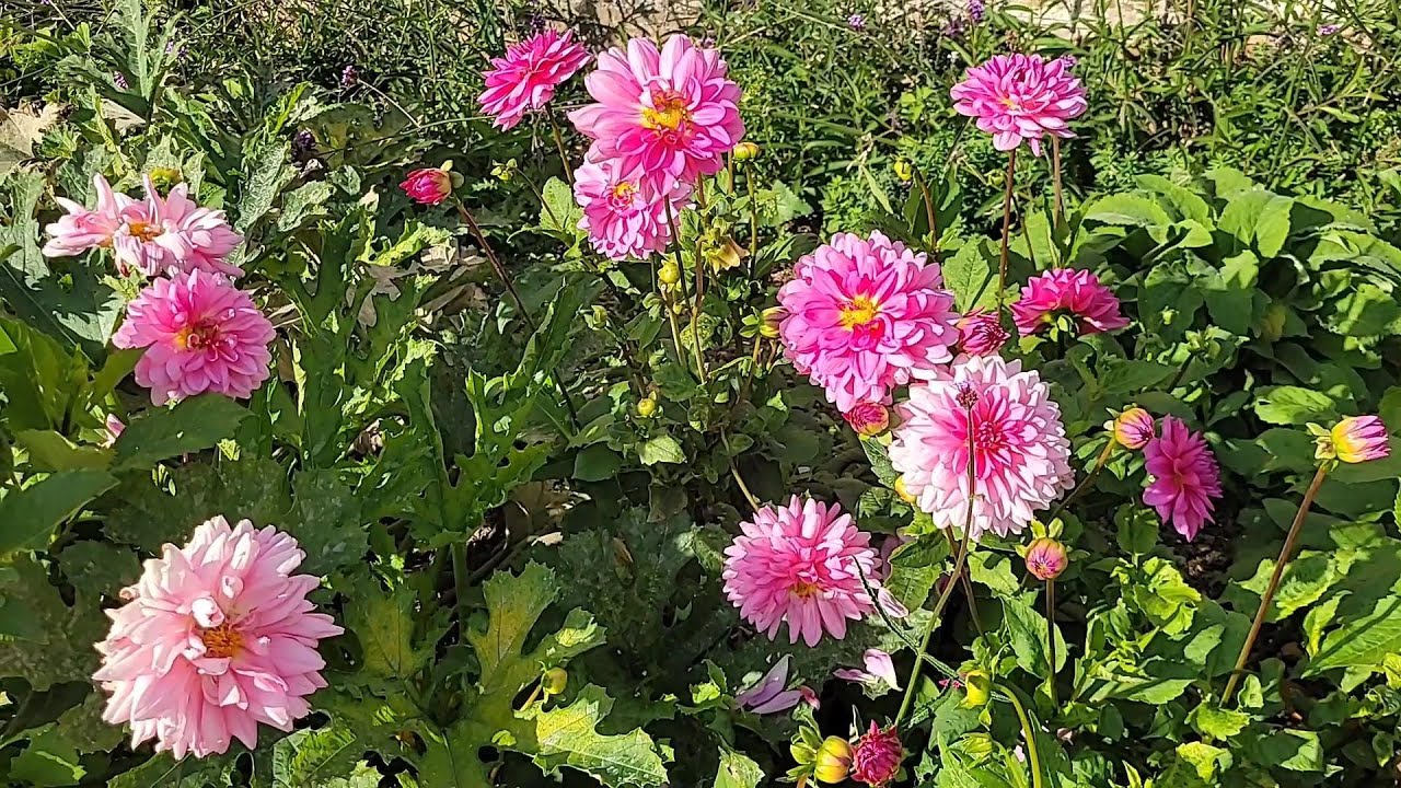 Mottisfont NT by train