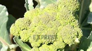 Broccoli farming - High Nutrional vegetable for health - Express TV