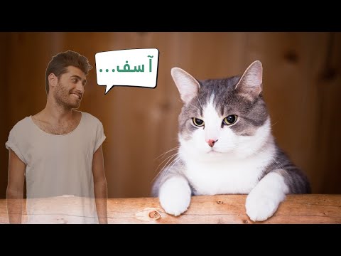 فيديو: كيفية جعل نقل سهل على القط
