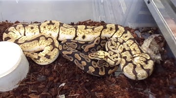 Quick tour of Royal Constrictors with Garrick Demeyer