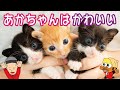 誰の赤ちゃん??赤ちゃんはかわいい!動物クイズ!つーちゃんとボビーくん♪