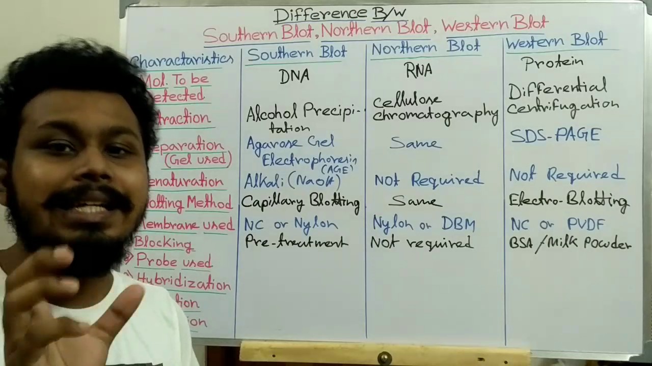 southern blotting vs northern blotting vs western blotting southern blotting vs northern blotting vs western blotting