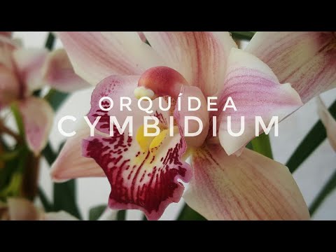 Vídeo: Com Es Reconeixen Les Malalties De Les Orquídies?