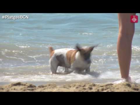 Vídeo: Com Desfer-se De La Por Als Gossos