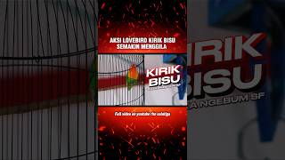 Lovebird jantan konslet kirik bisu ring rhn.shaka ngebum sf kaliwungu #lovebirdkonslet #rhnsalatiga