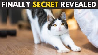 Why Do Cats Stretch When They See You ? by Cats Insider  11,392 views 9 months ago 9 minutes, 24 seconds