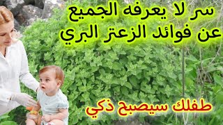 فوائد الزعتر البري البلدي للاطفال والكبار شيئ عجيب سبحان الله