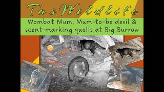 Denning devils, Mum wombat and scent marking quolls at Big Burrow