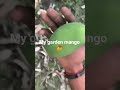 #mango #garden