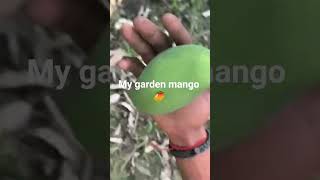 #mango #garden