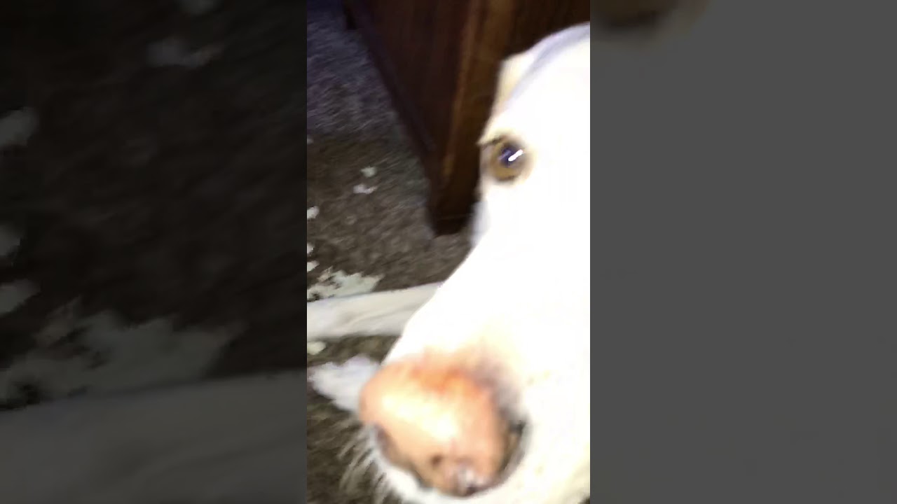 Dog Points out that Someone Chewed up his Ball. YouTube
