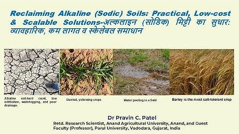 Reclaiming Alkaline (Sodic) Soils: Practical, Low-cost & Scalable Solutions- Dr P. C. Patel