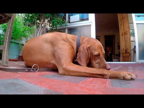 Vídeo: El Poder De L’elogi: Fomentar Un Bon Comportament En Els Gossos