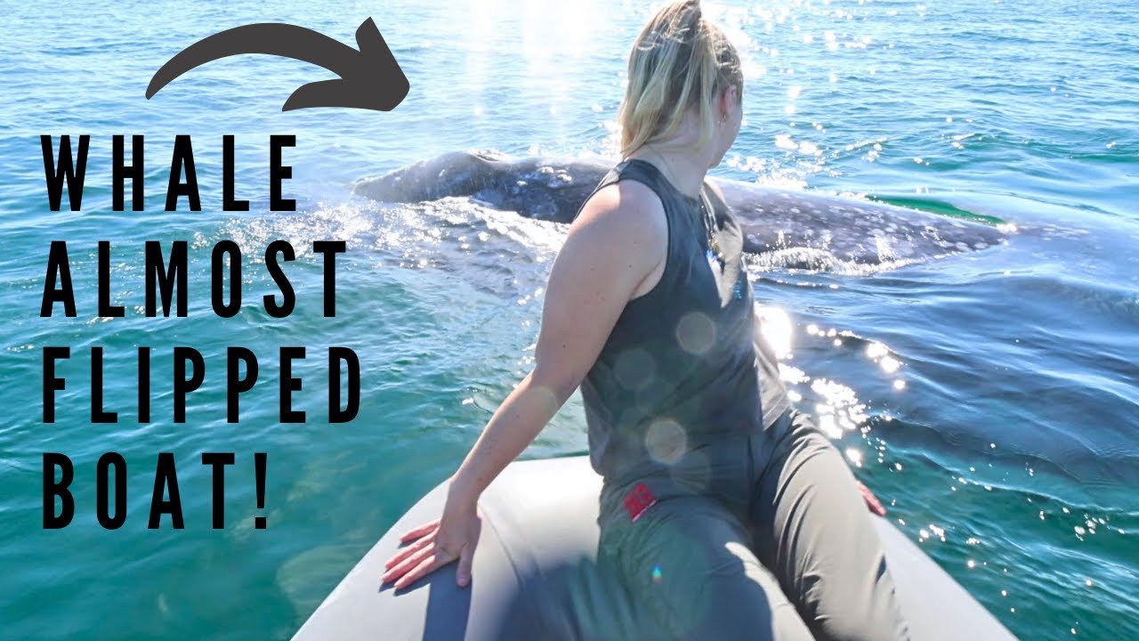 HUGE WHALE ALMOST FLIPS SMALL BOAT [Ep. 28]