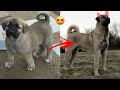 TURKISH KANGAL DOG - EVOLUTION