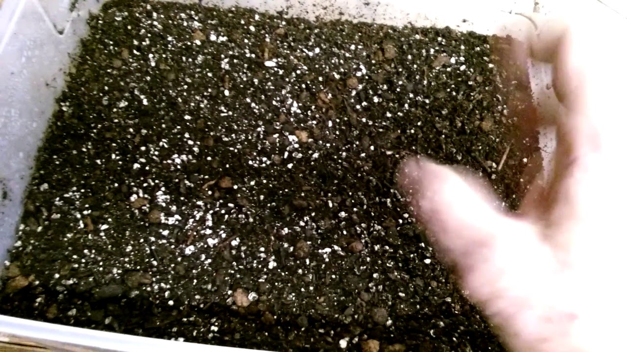 African violets.................my soil mix and additives. YouTube