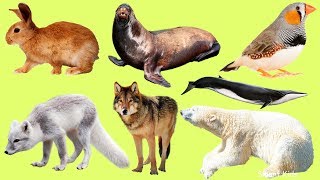 Vocabulario de animales polares en español | Repite y aprende 🐧