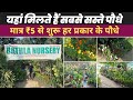      sabse sasti nursery  plants nursury visit  cheapest plants nursery