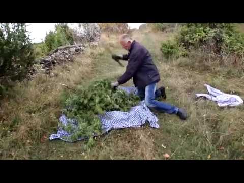 Video: Kako Brati Bobice U šumi