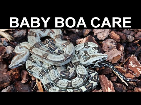 Baby Boa Care- How to get Baby Boa Constrictors Established