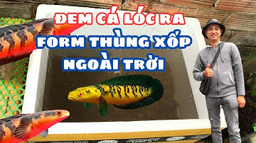 Dời Cá Lóc Qua Thùng Xốp To Form Cá Lóc Ngoài Trời