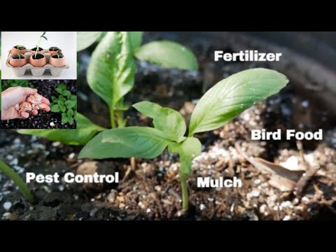 अब नहीं गिरेंगे समय से पहले फल। Grow tomatoes in balcony, EGGSHELL