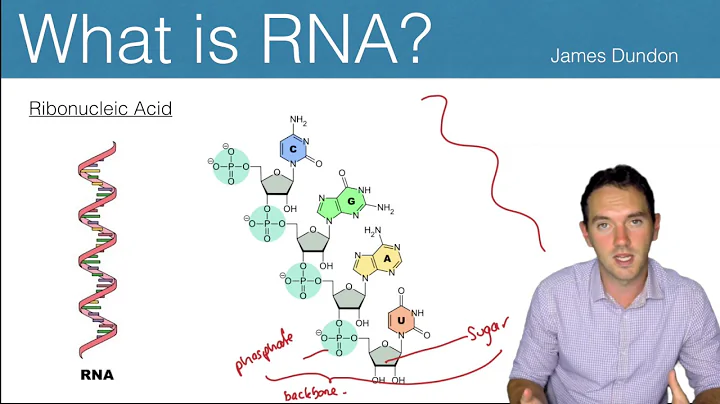 RNA the CUTE Cousin!!! - James Dundon