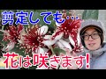 【果樹】フェイジョアは剪定しても花が咲きます！あなたのフェイジョア、徒長してませんか？剪定の仕方、時期。芯止めの仕方。【feijoa】