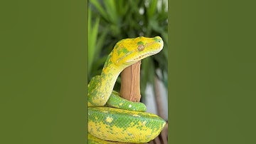 Say Hi to My Gorgeous Green Tree Python! 🐍🌟