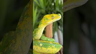 Say Hi to My Gorgeous Green Tree Python! 🐍🌟