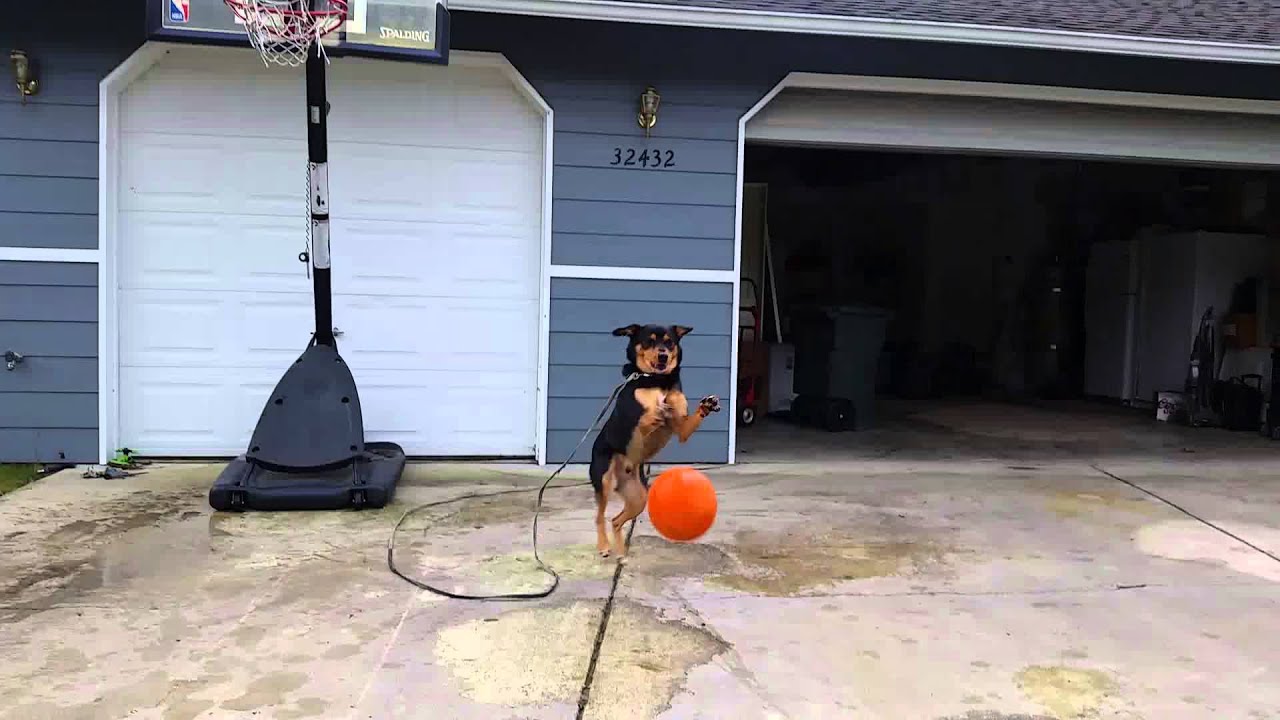 My cute dog playing basketball with friend YouTube