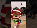Getting ready for the holidays and @Temu has it all 🎄✨ This will be Zen’s first Christmas and Ze...