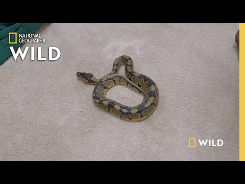 Ball Python Gender Reveal  | Critter Fixers: Country Vets