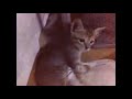 Play with cute kitten