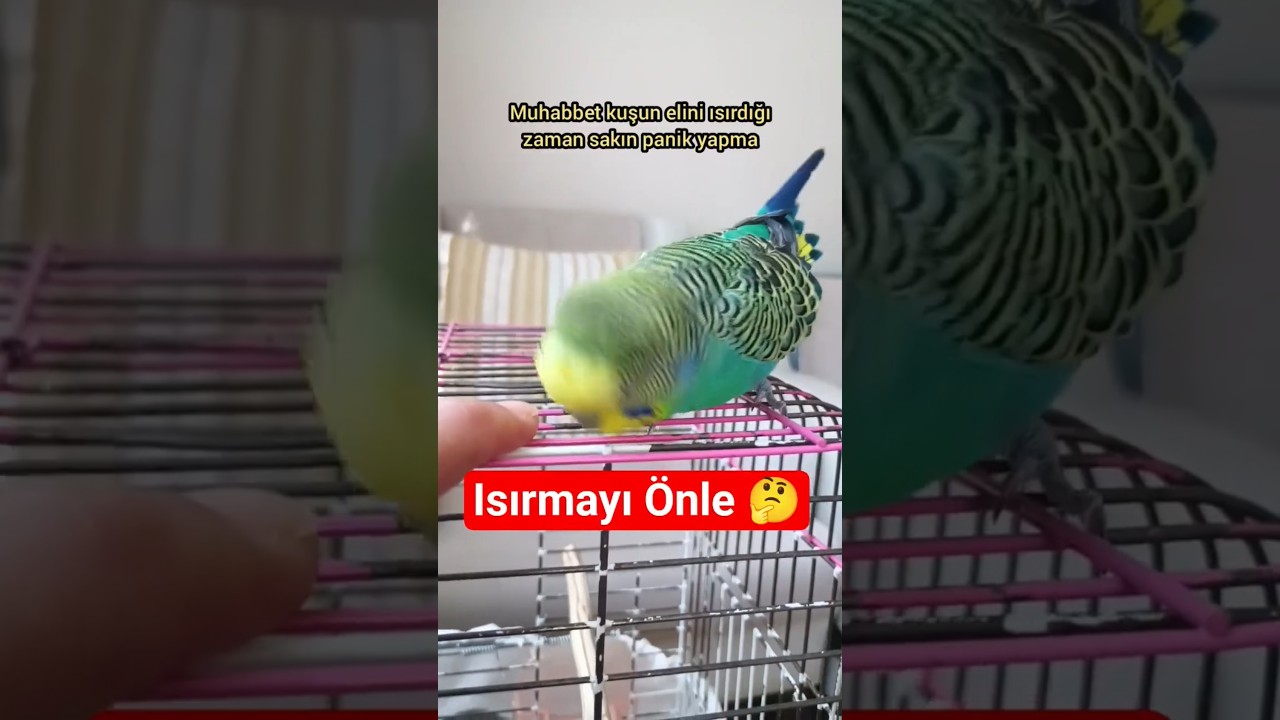 Muhabbet Kuşu Isırınca Panik Yok! İşte Hiç Duymadığın 3 Süper Zekice Çözüm 🧠🐦 #muhabbetkuşu #birds