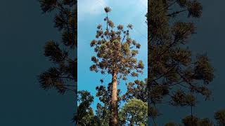 😳Tenes que ver este Pino en Misiones !!.