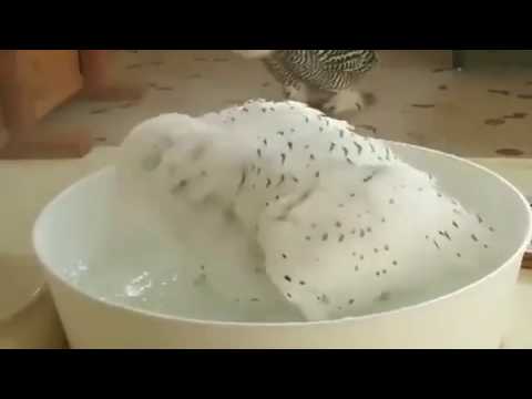 baby-owl-bath