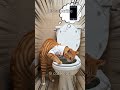 What Would You Do If Your Phone Fell in the Toilet #9cutecat #cat #catai #cutecat