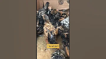مشروع صغير تربية دجاج الزينه 