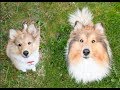 Cute puppy transformation │Luca the Sheltie