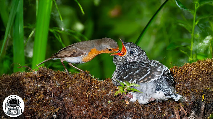 Il cuculo – L’UCCELLO PIÙ ASTUTO DELLA NATURA! Perché depone le sue uova nei nidi altrui?