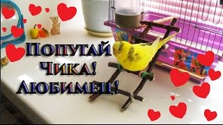 Волнистый попугай Чика! Знакомство!#Птицы #Любимый питомец #Смешное видео Волнистый попугай Чика! Знакомство!#Птицы #Любимый питомец #Смешное видео