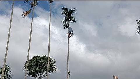 Thu mua cau tại đaklak .... ( Trèo cây cau cao trong vườn cà phê , gió mạnh , nguy hiểm ...)