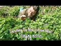 Stinging Nettle - Wild Food, Medicine & History 💚