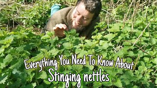 Stinging Nettle - Wild Food, Medicine & History 💚